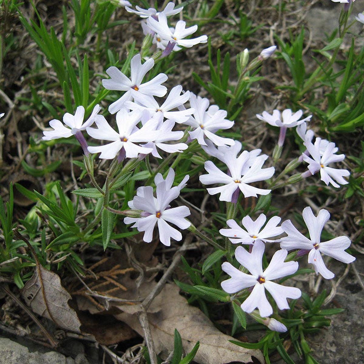 SNOWMASS Phlox