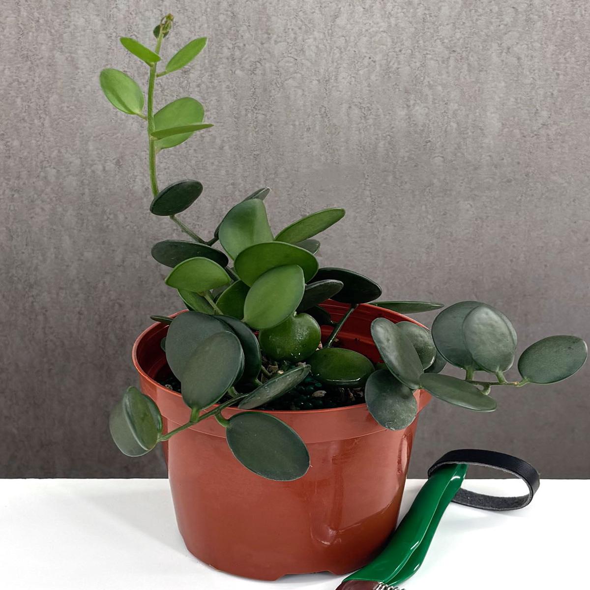 String of Coins