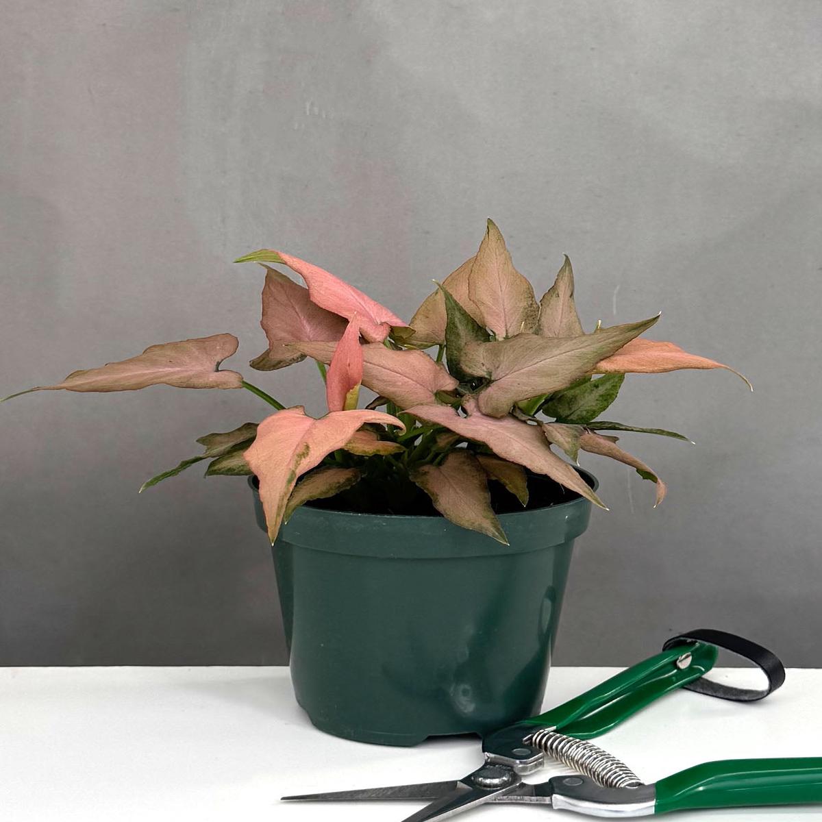 Syngonium Mickey