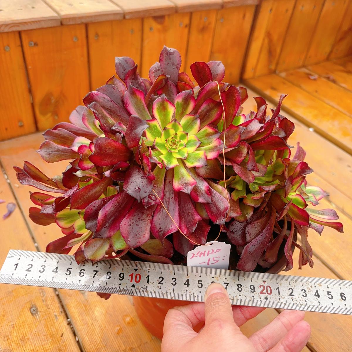 UniqueNo.241102-15.Aeonium Miss CloudyCluster.Sizes Shown in Photos.