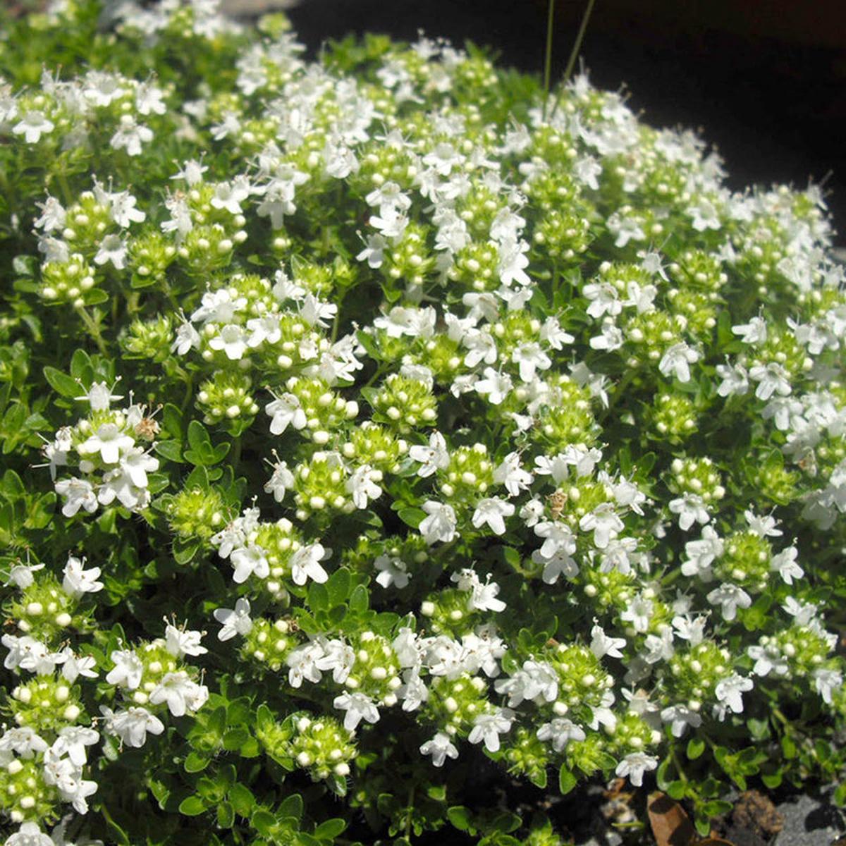 White Mother of Thyme