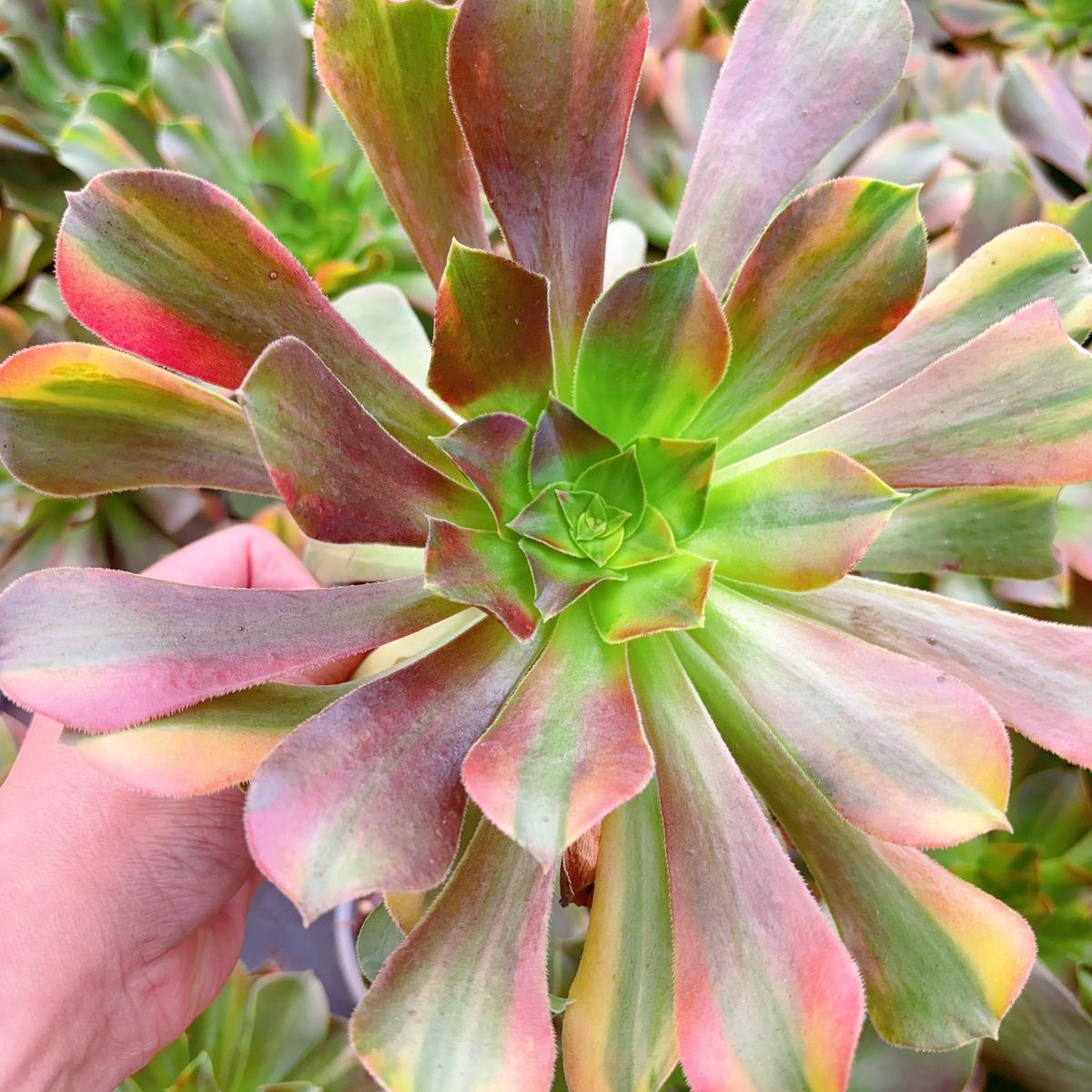 Aeonium Blushing Beauty Rainbow VarigatedCutting 13cm