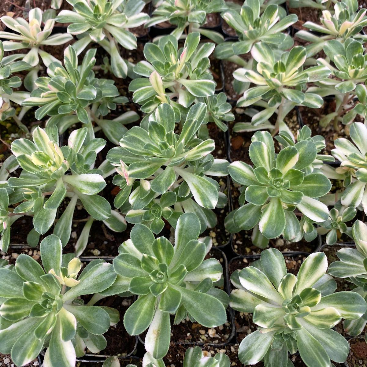 Aeonium castello-paivae variegata