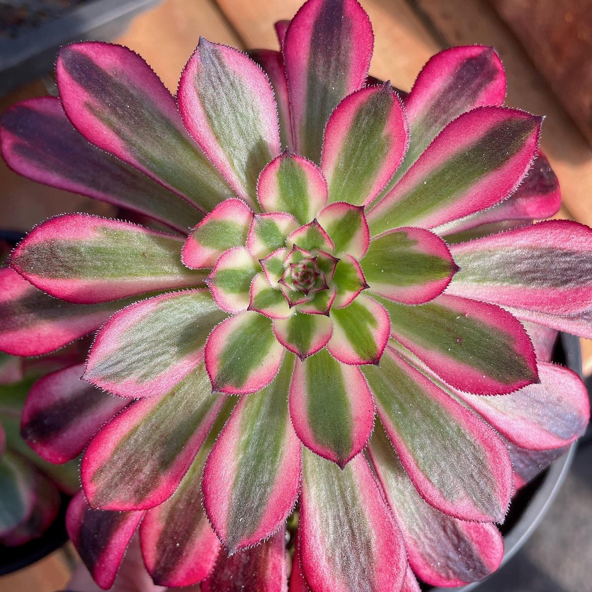 Aeonium Zwartkin the White,Single Head With Root 13cm
