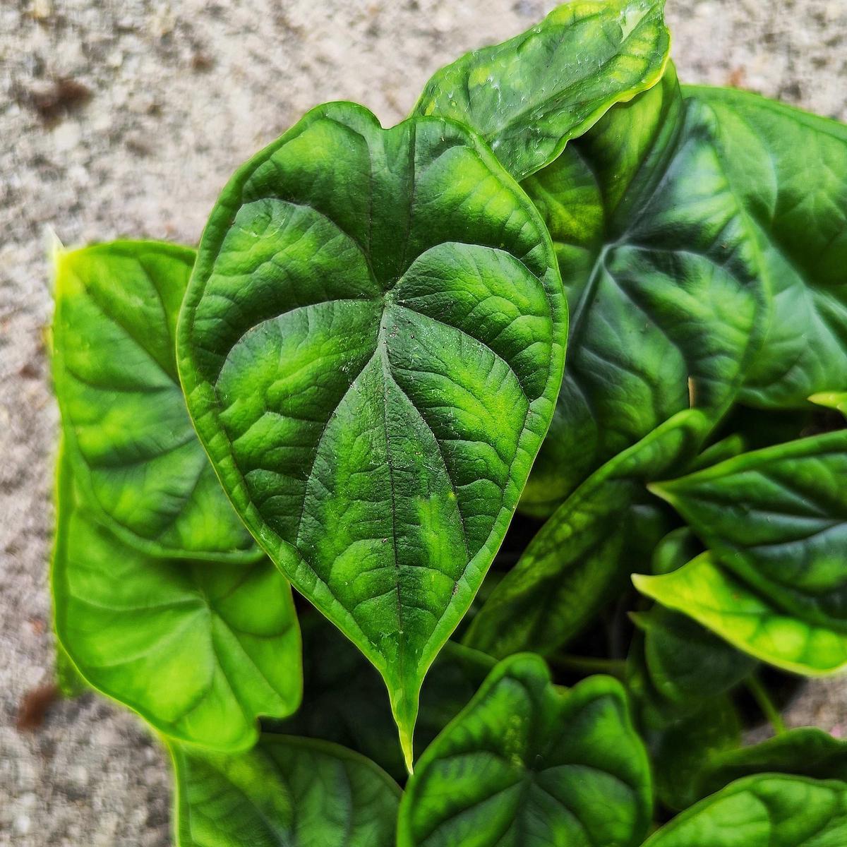 Alocasia Dragon Scale  Plante d'intrieur spectaculaire