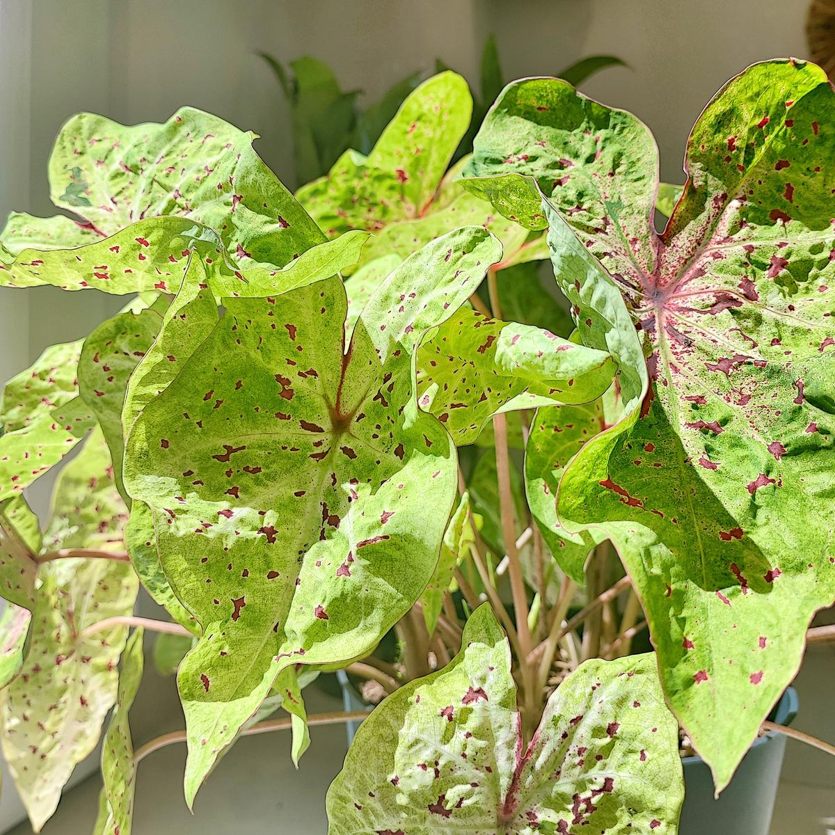 Caladium Miss Muffet (L)