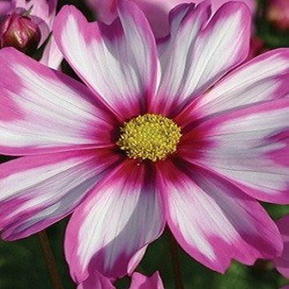 Capriola Cosmos - 3279