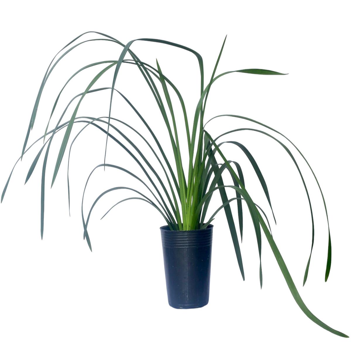 Cymbidium Darch Toy Little Toy (medium)