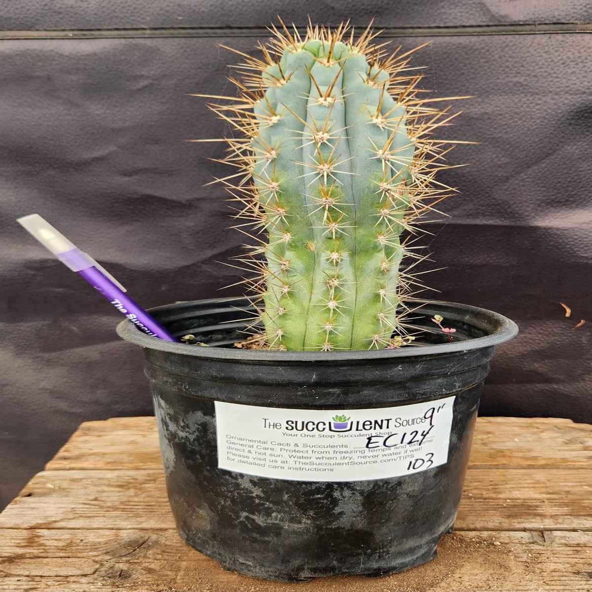 #EC124 EXACT Browningia Hertlingiana Cactus specimen 9"