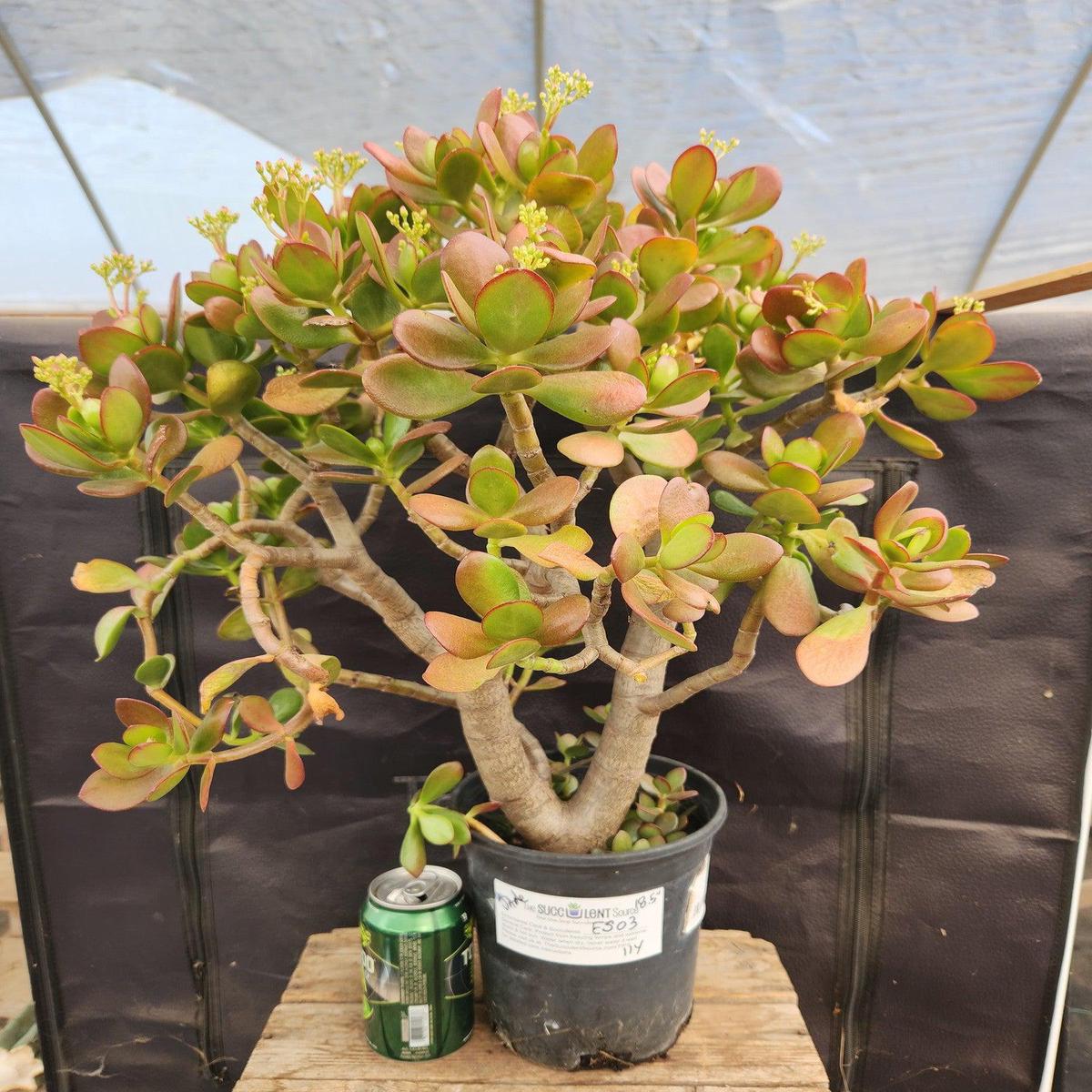 #ES03 EXACT Crassula Jade Bonsai 18.5"