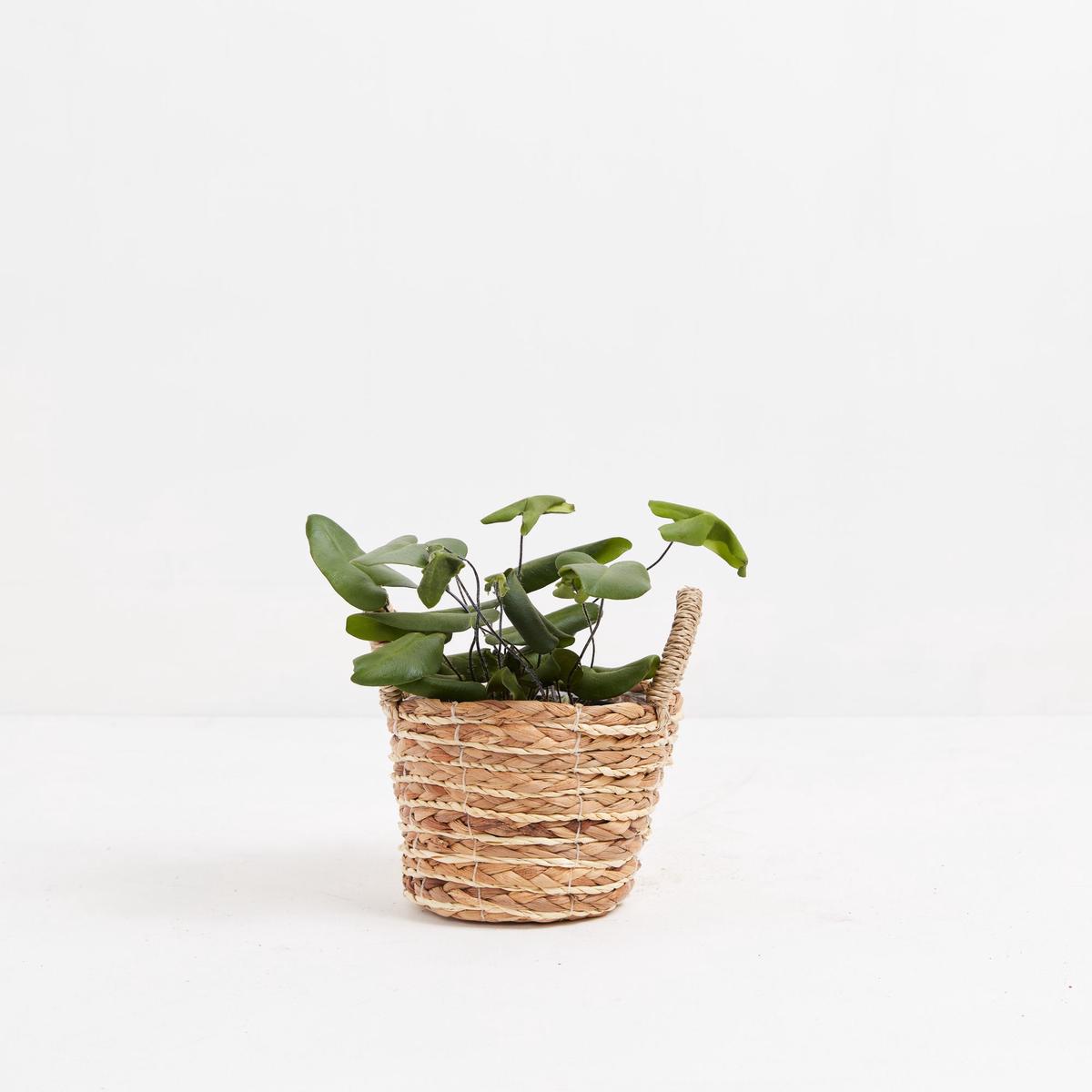 Heart Leaf Fern