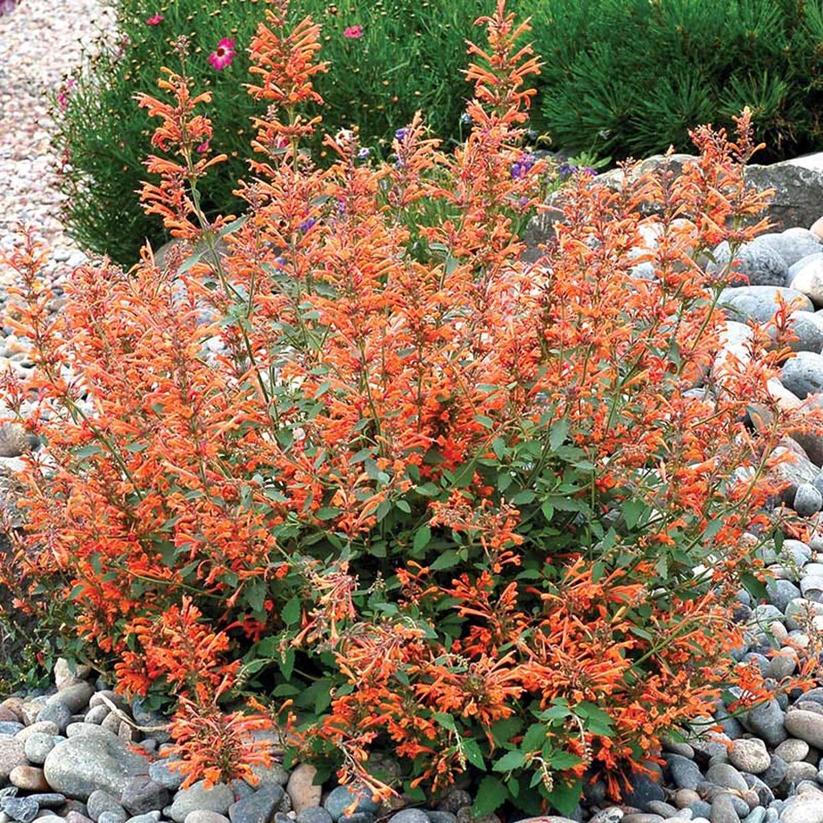 Kudos Mandarin Agastache