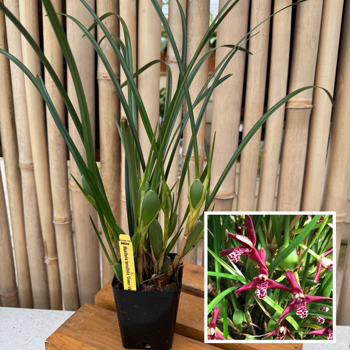 Maxillaria tenuifolia 'Green Valley' (4" Pot) - Not Blooming