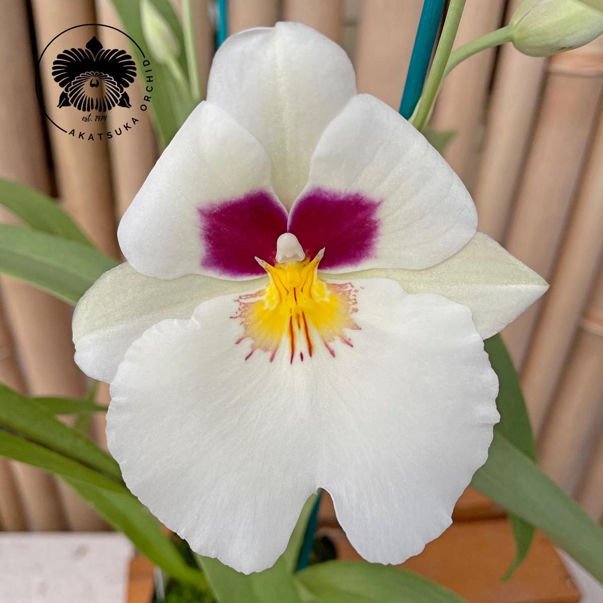 Mltnps. Herralexandre '14189' (4" Pot) - Buds