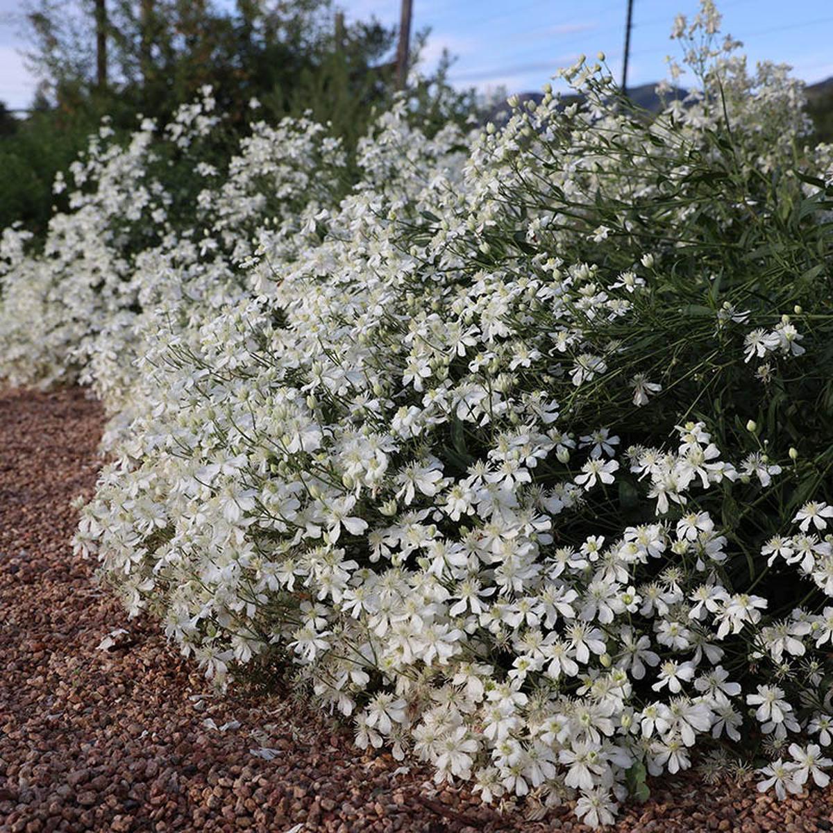 Mongolian Snowflakes (Clematis)