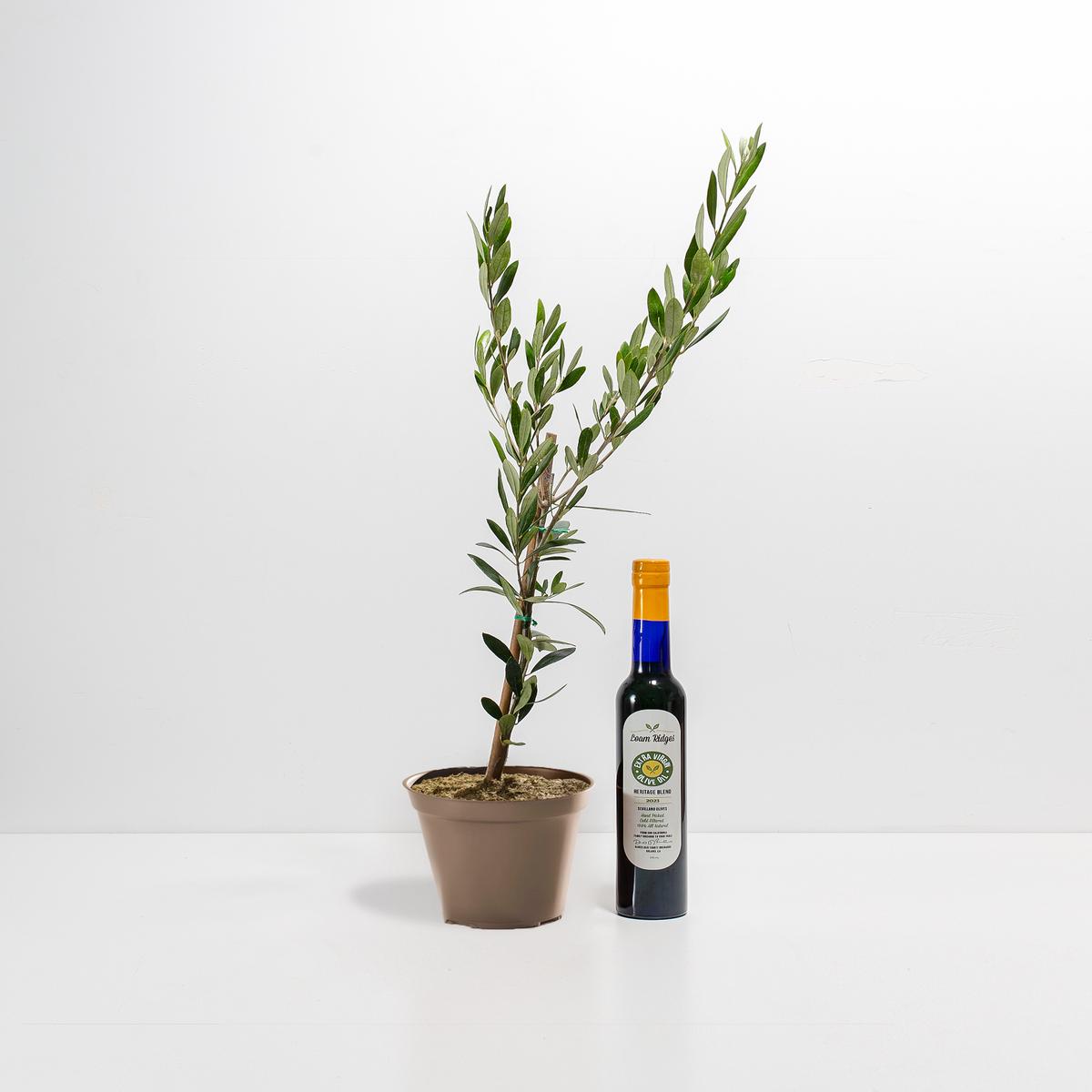 Olive Grove Delight Bundle