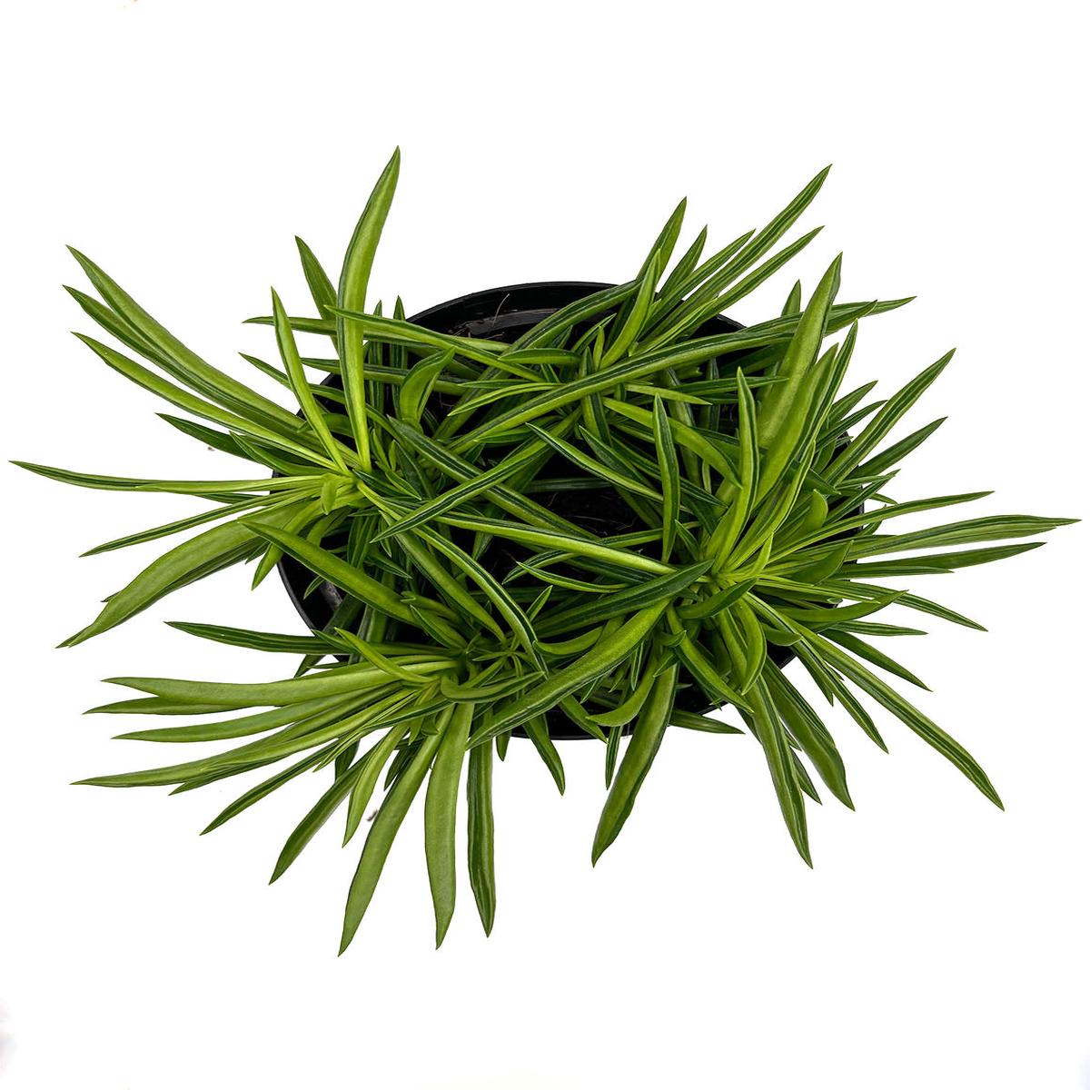 Peperomia Nevada