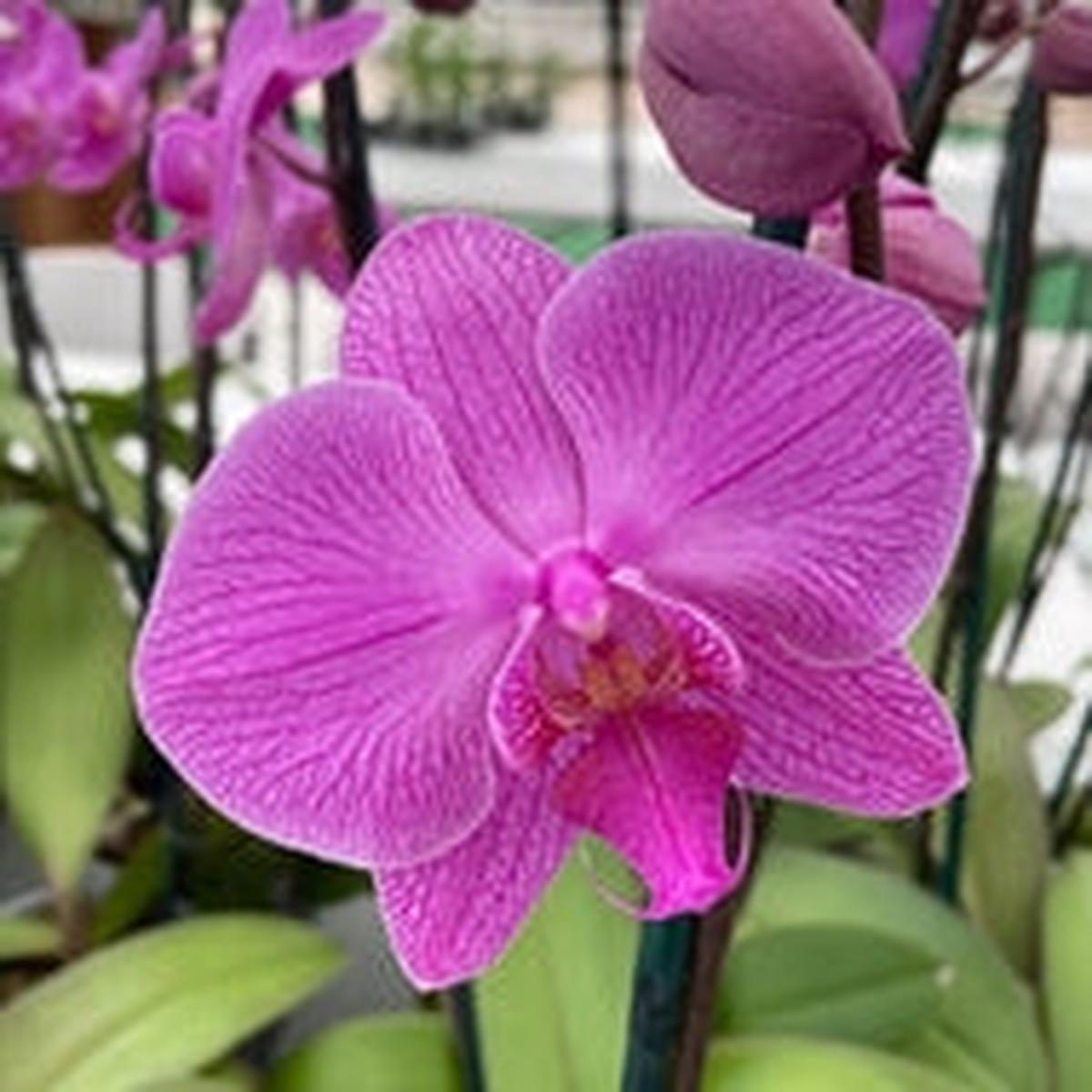 Phal. True Hero