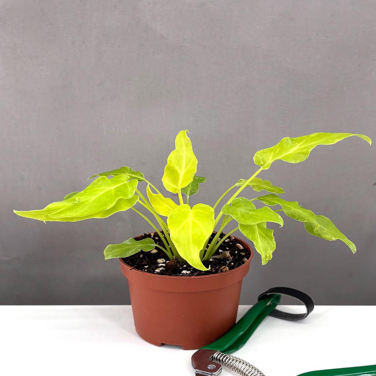 Philodendron Golden Xanadu