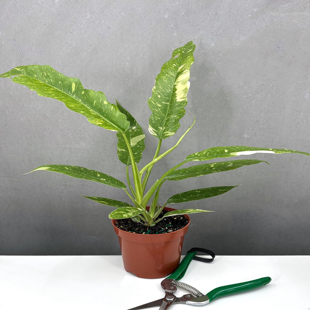 Philodendron Ring of Fire Notched and Blotched