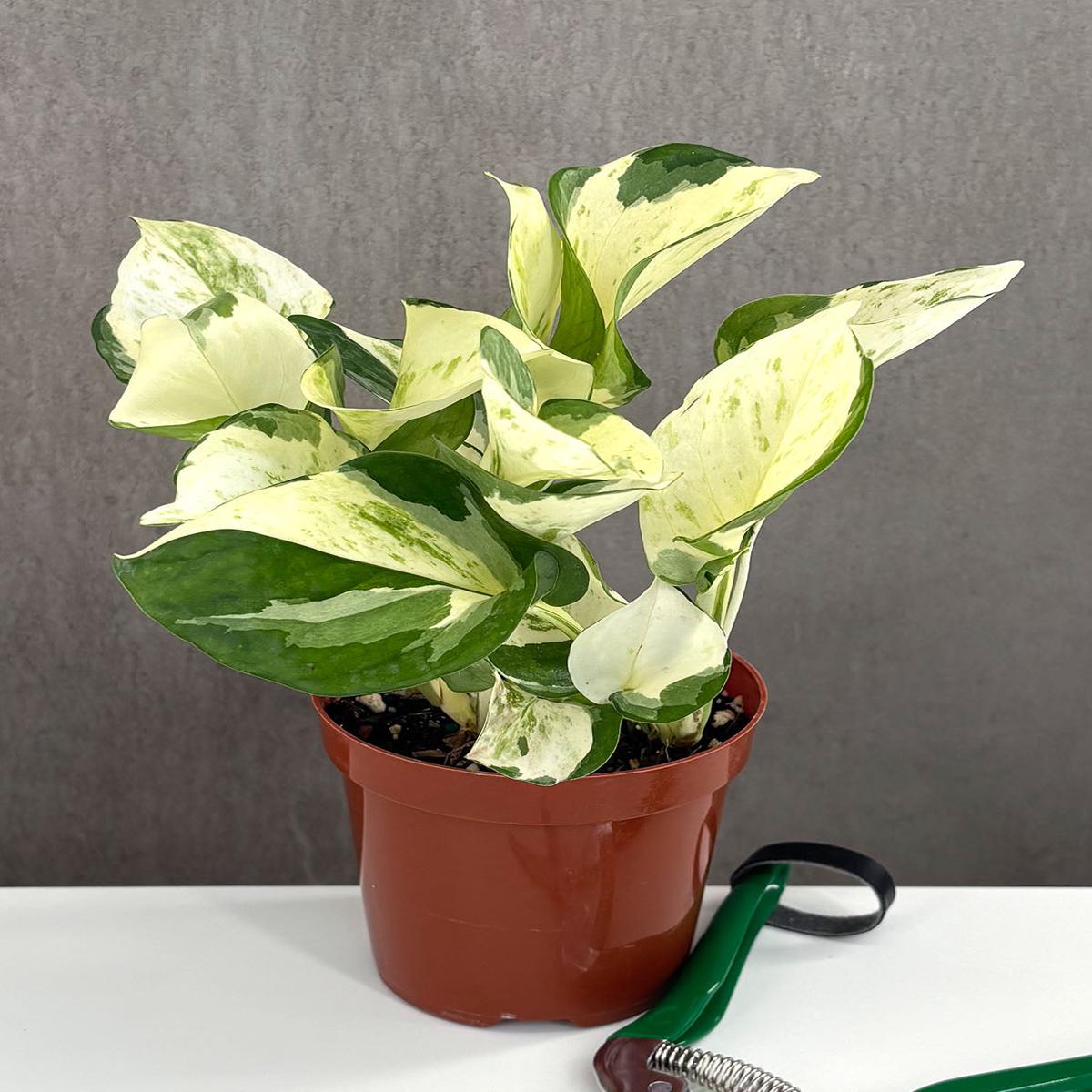 Pothos Manjula