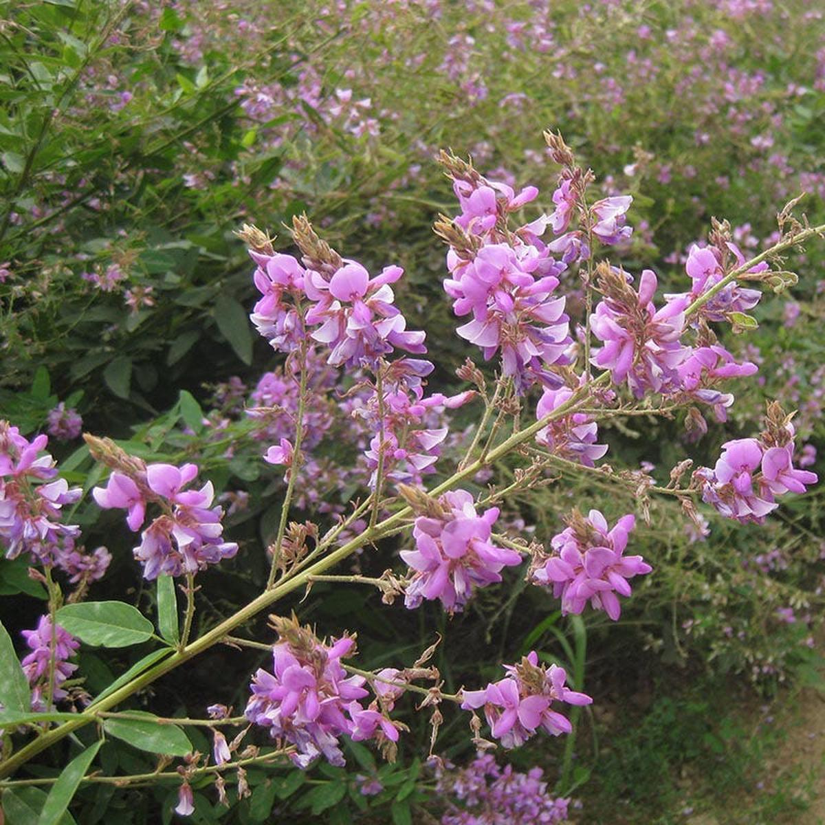 Showy Tick Trefoil Seeds