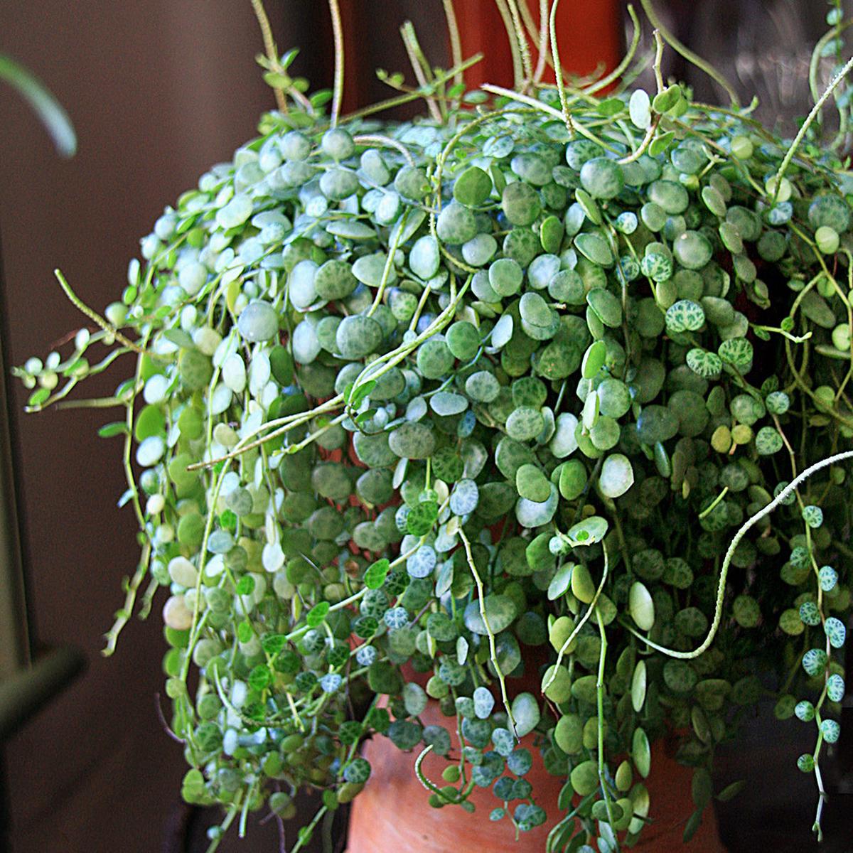 String of Turtles (Peperomia prostrata)