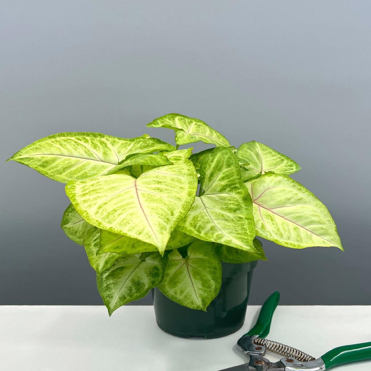 Syngonium Mango