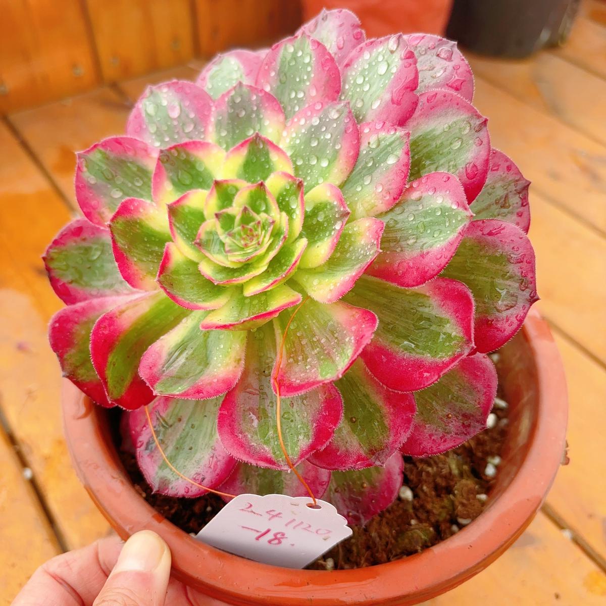 UniqueNo.241102-18.Aeonium YunheCluster.Sizes Shown in Photos.