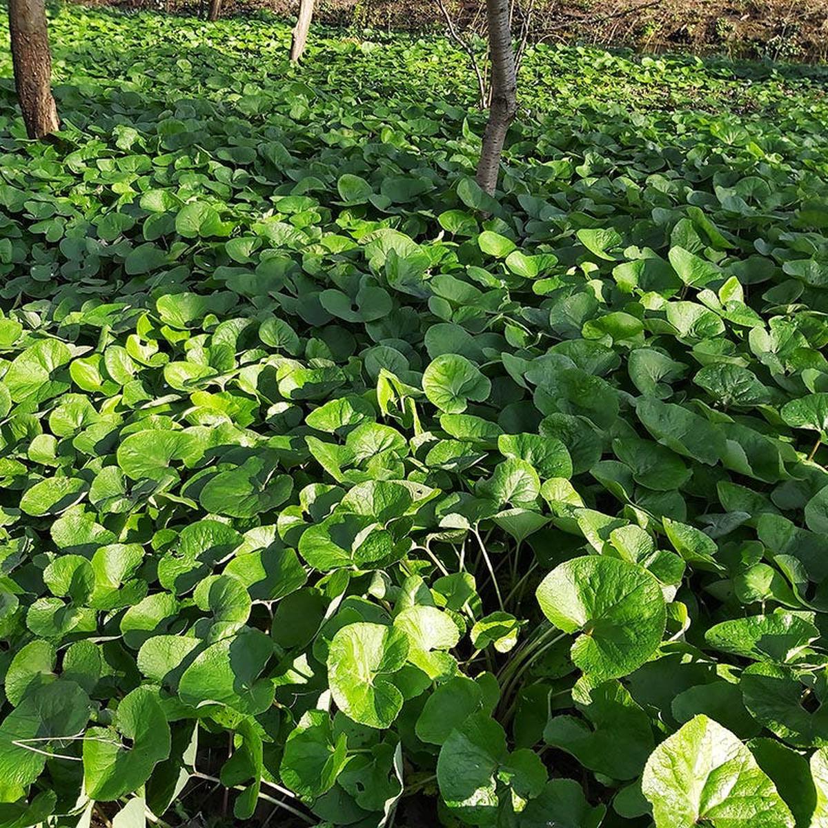 Wild Ginger Seeds