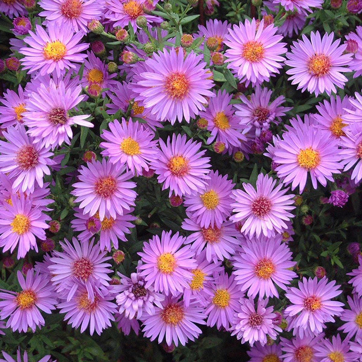 Wood's Purple Aster
