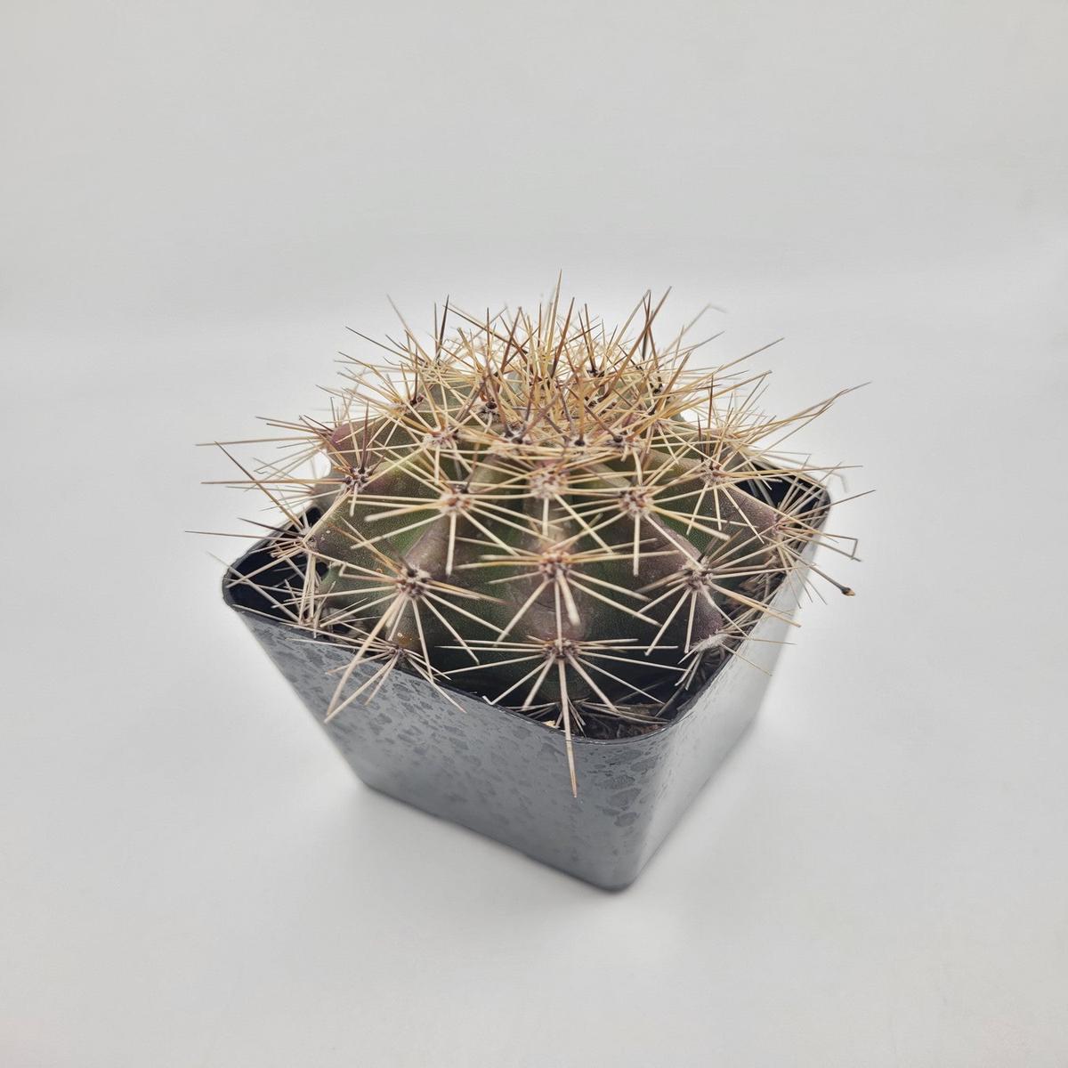 #24C 2.5"