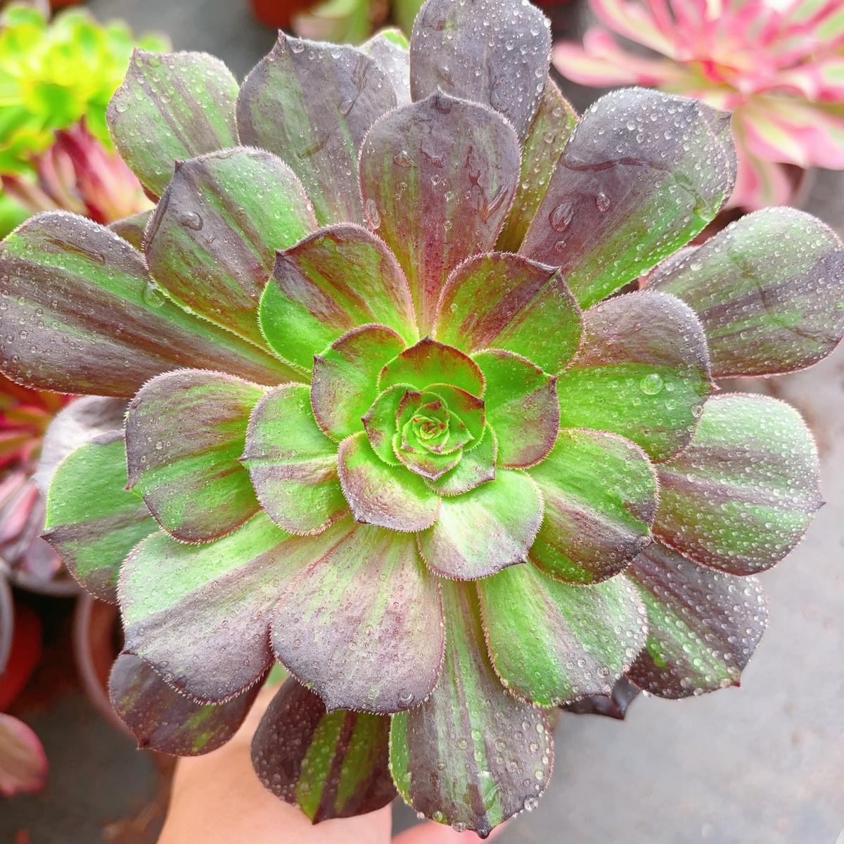 Aeonium Black DevilCutting 10cm