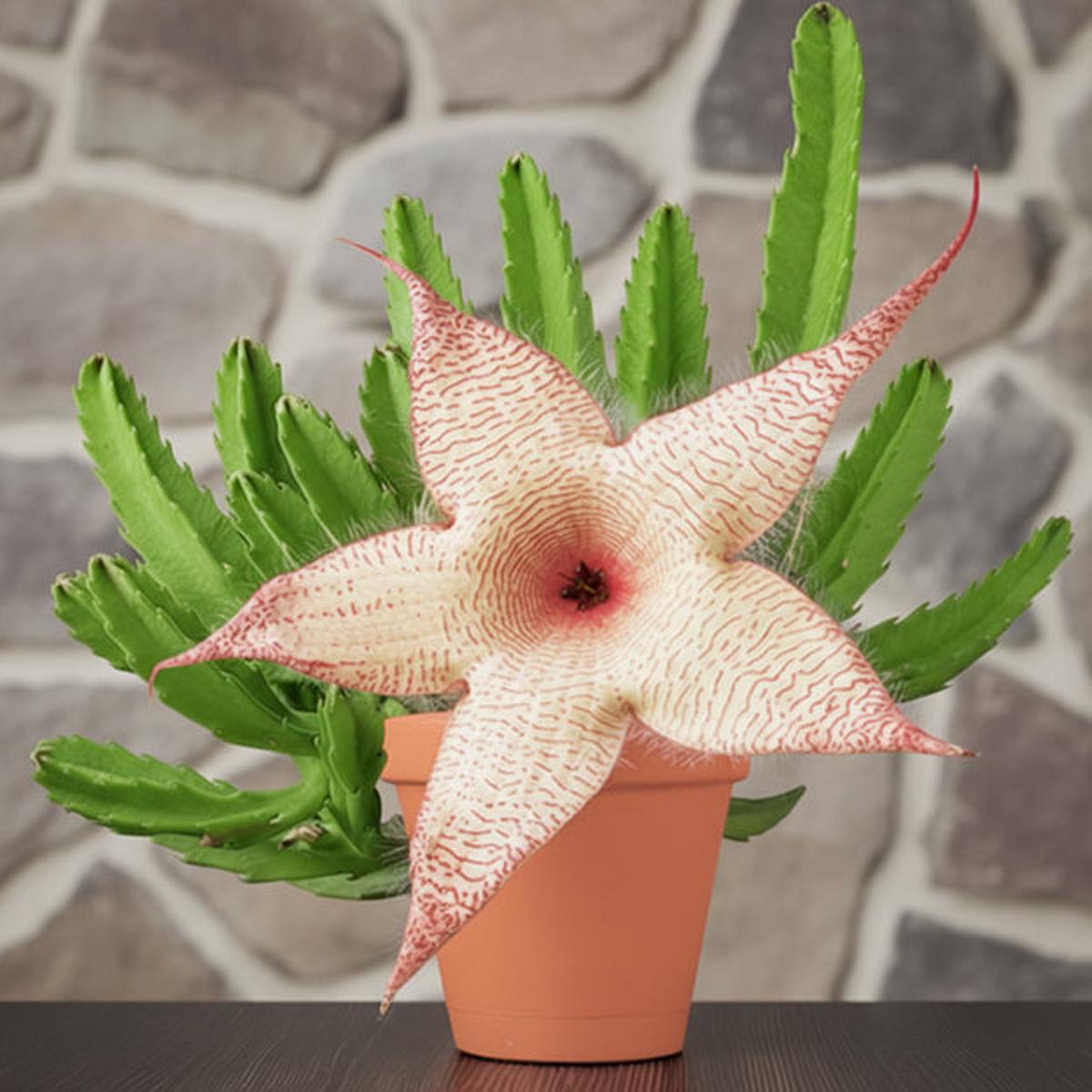 African Starfish Flower (Stapelia gigantea)