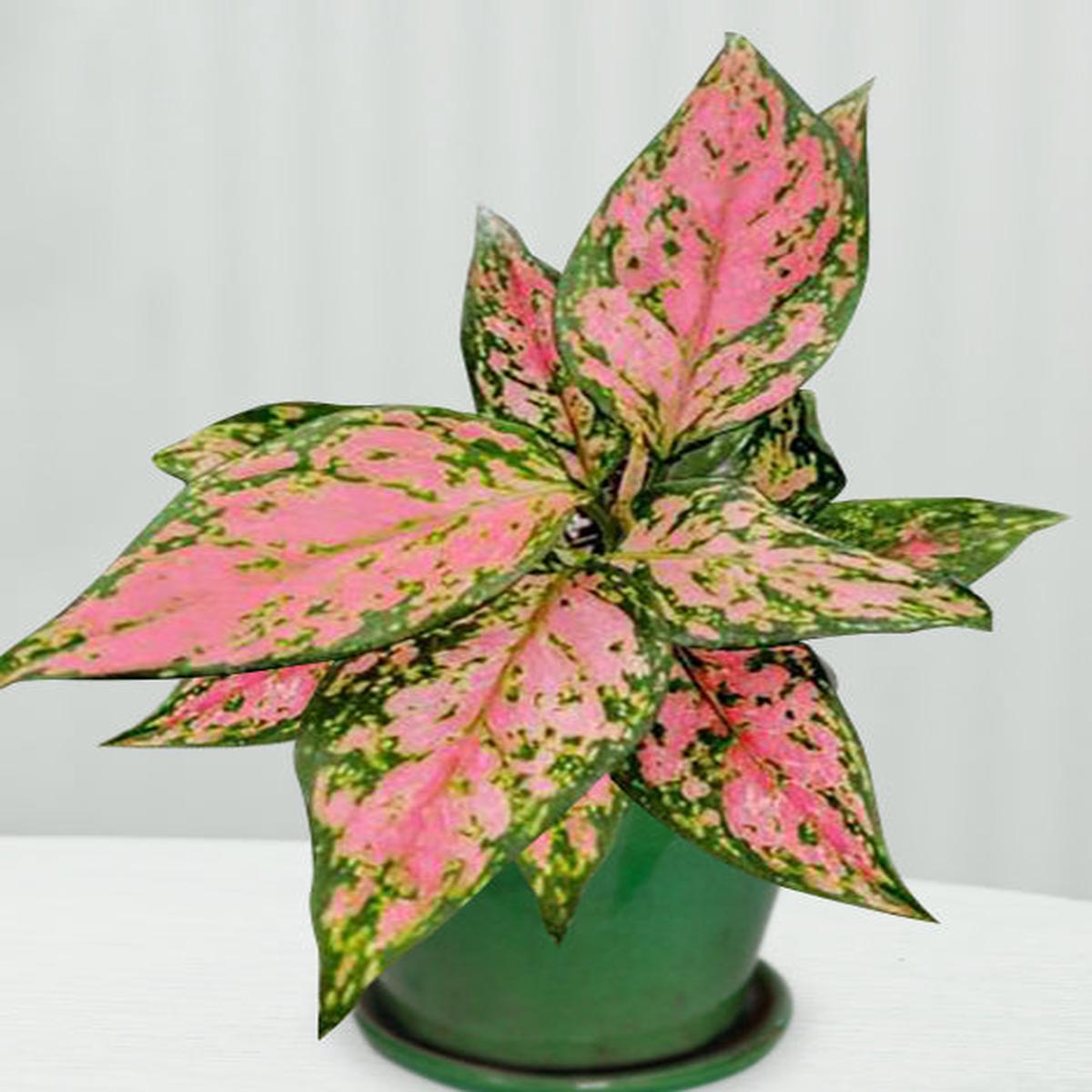 Aglaonema Red Wishes (Aglaonema hybrid)
