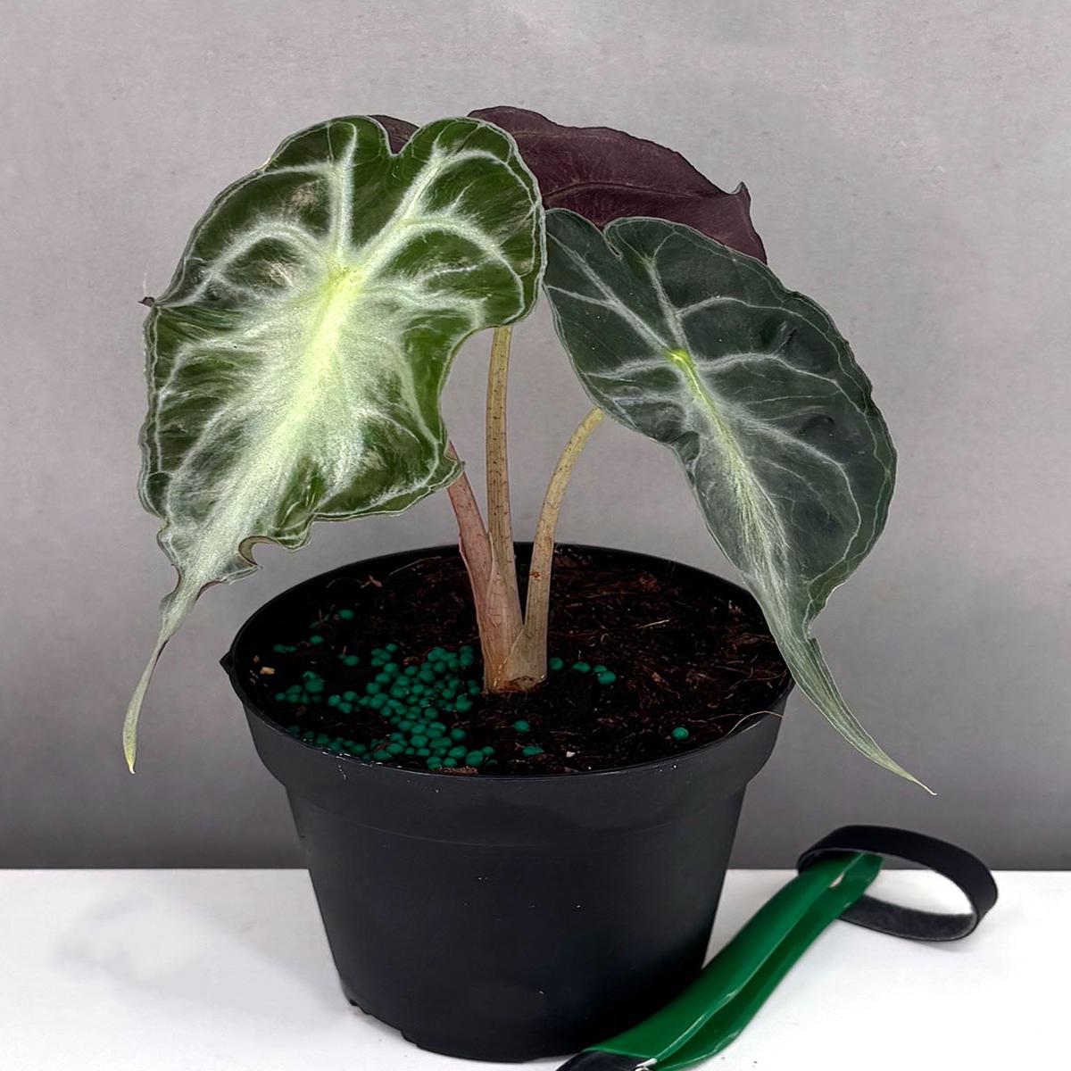 Alocasia Venom