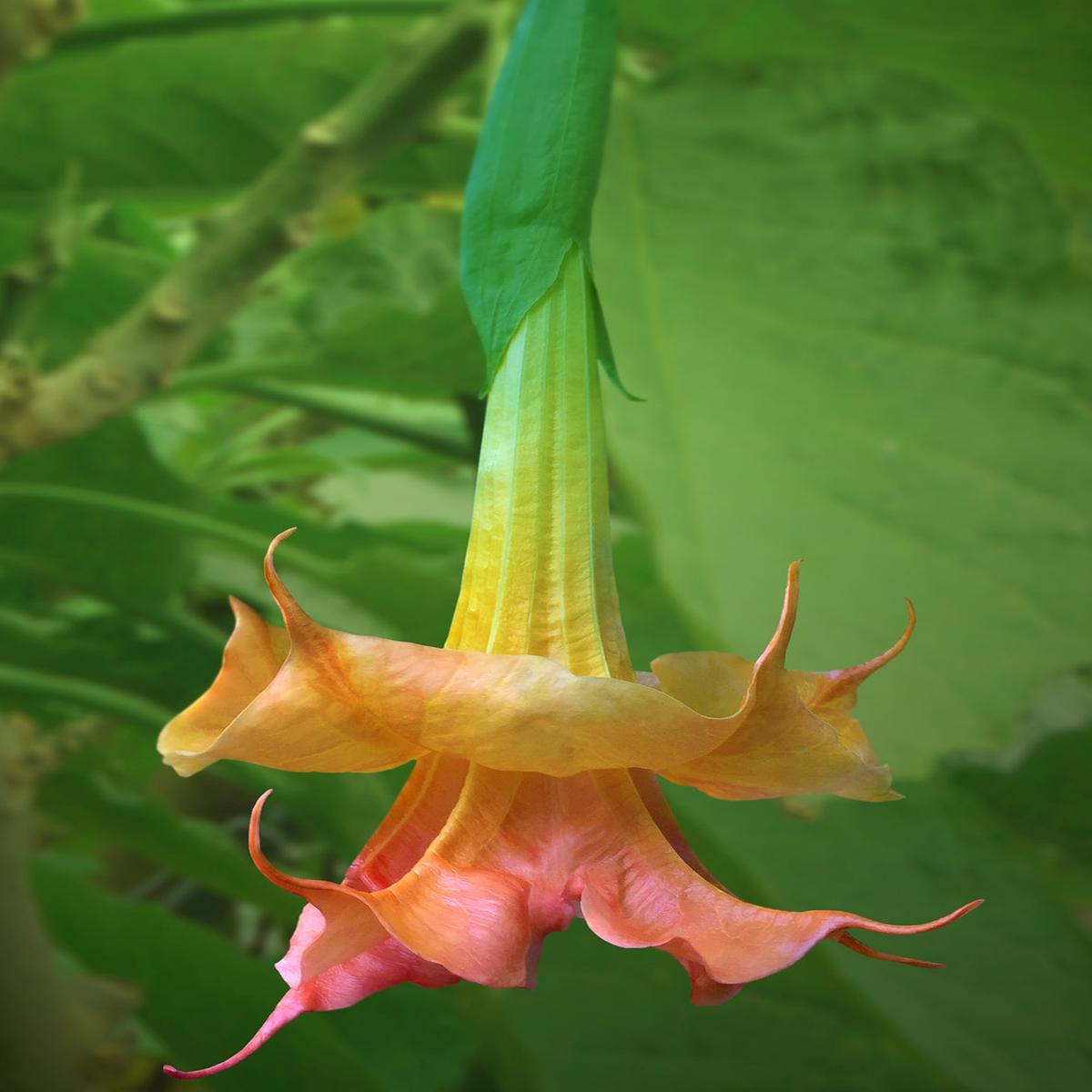 Angels Trumpet Angels Coral Sunset (Brugmansia hybrid)