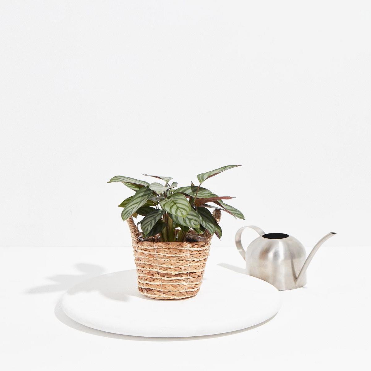 Calathea Setosa 'Compact Star'