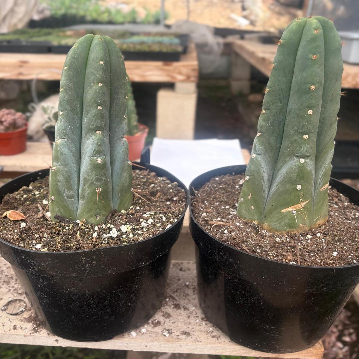 #EC262 EXACT Trichocereus Huan Depot aka Huanucoensis 8 potted