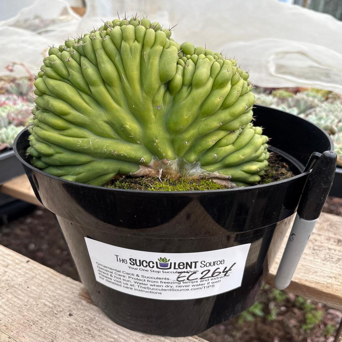 #EC264 EXACT Trichocereus Pachanoi Crested San Pedro Cactus