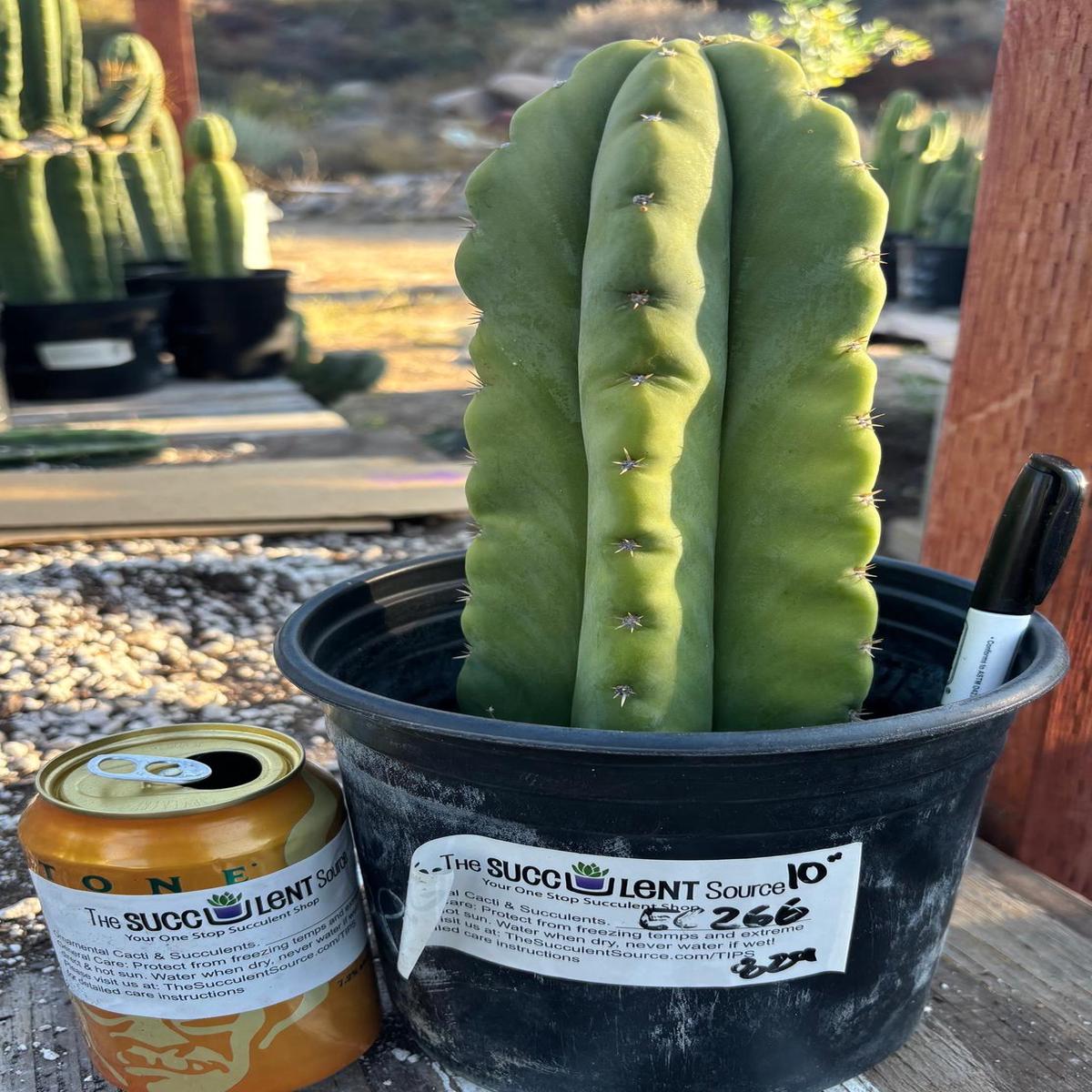 #EC266 EXACT Trichocereus Pachanoi SKIP Cactus  10