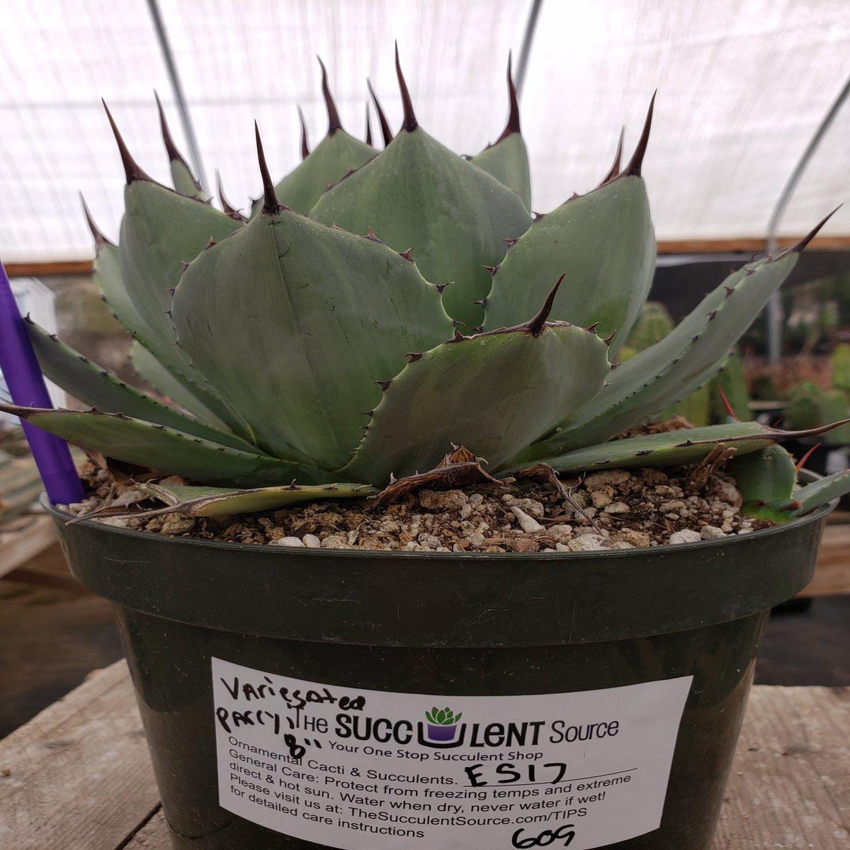 #ES17 EXACT Agave Variegated Parryi potted in 8"