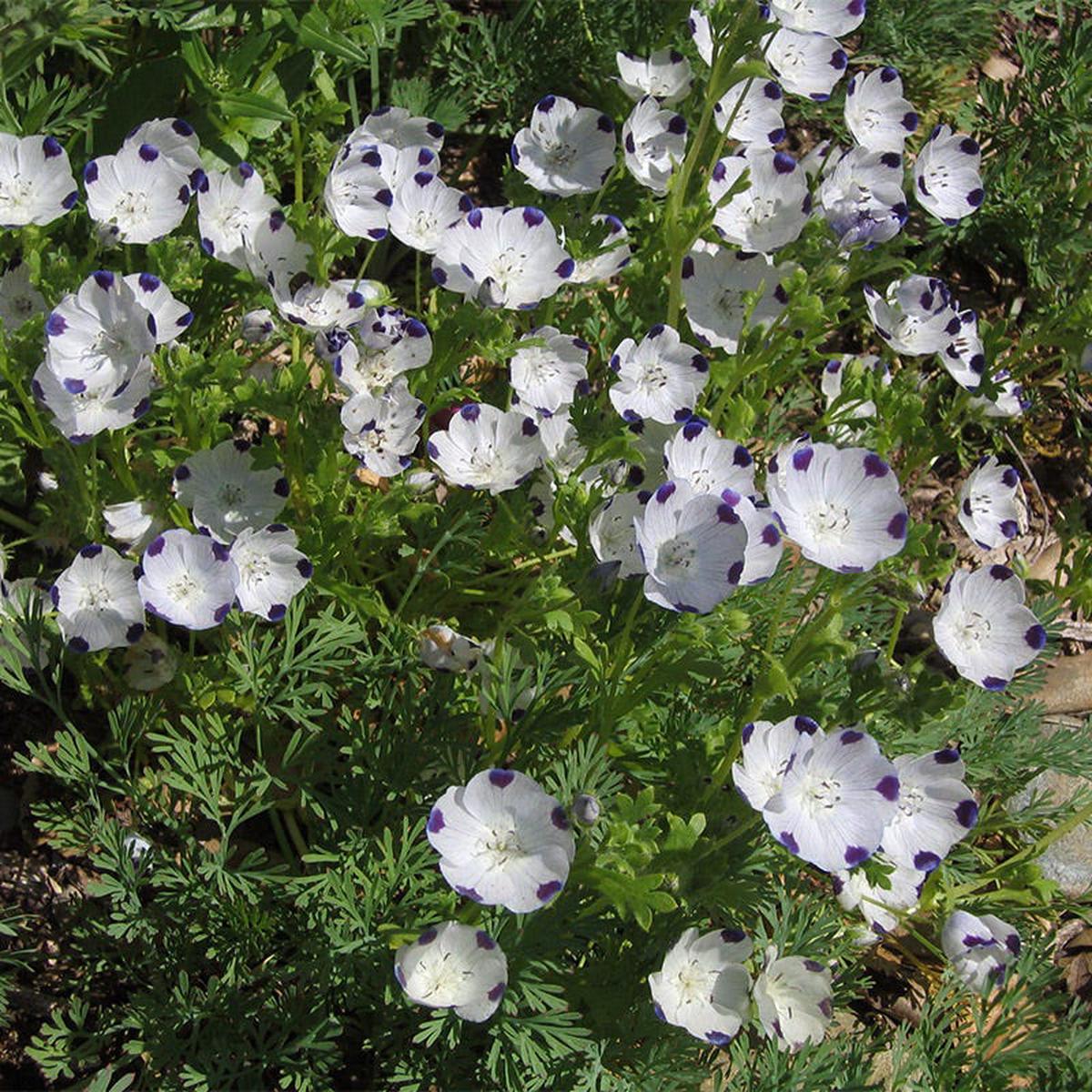 Five Spot Seeds