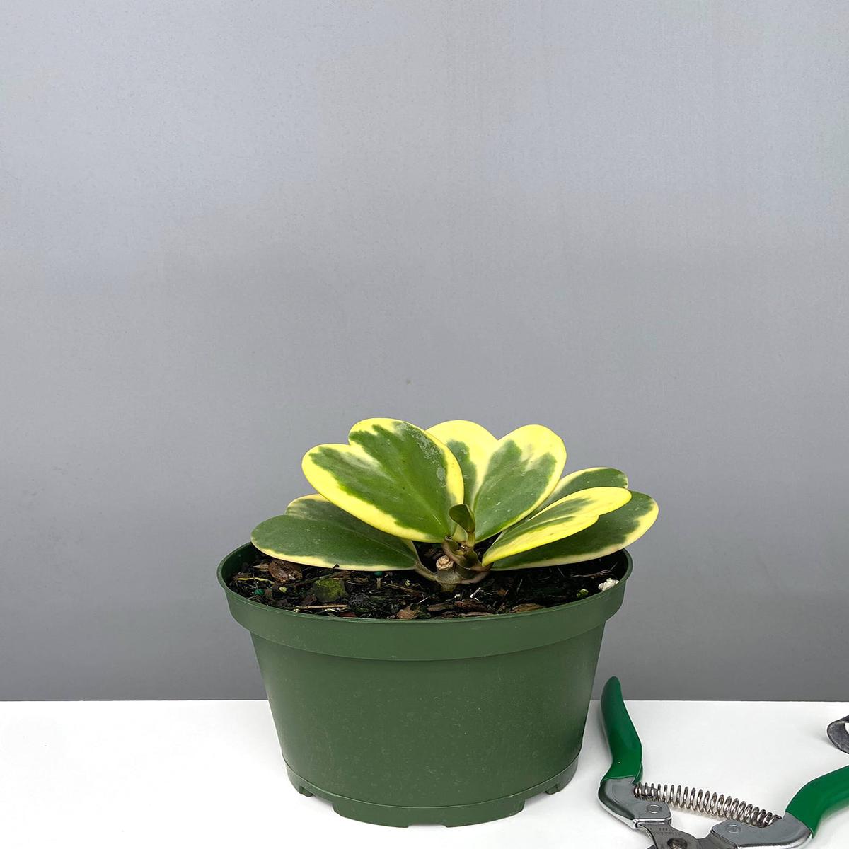 Hoya Kerrii Heart Variegated