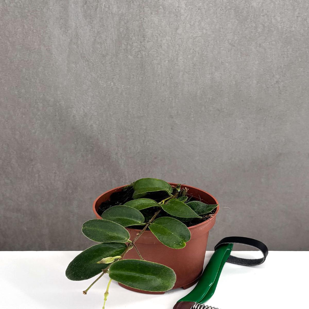 Hoya Patella Pink
