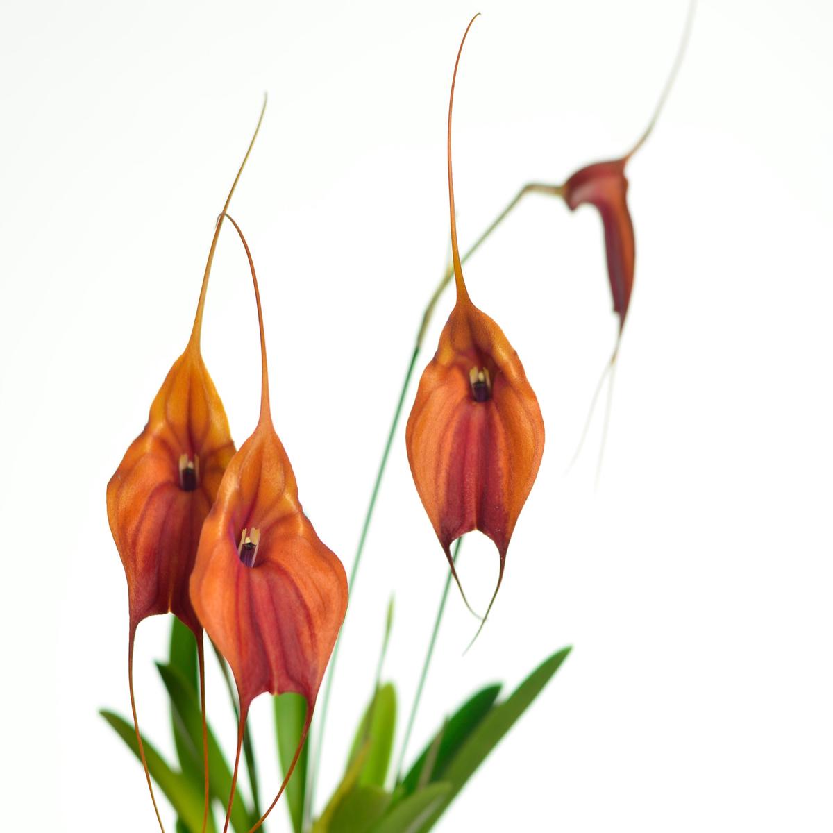 Masdevallia Kajam