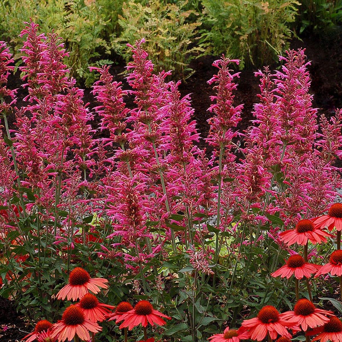Morello Hyssop