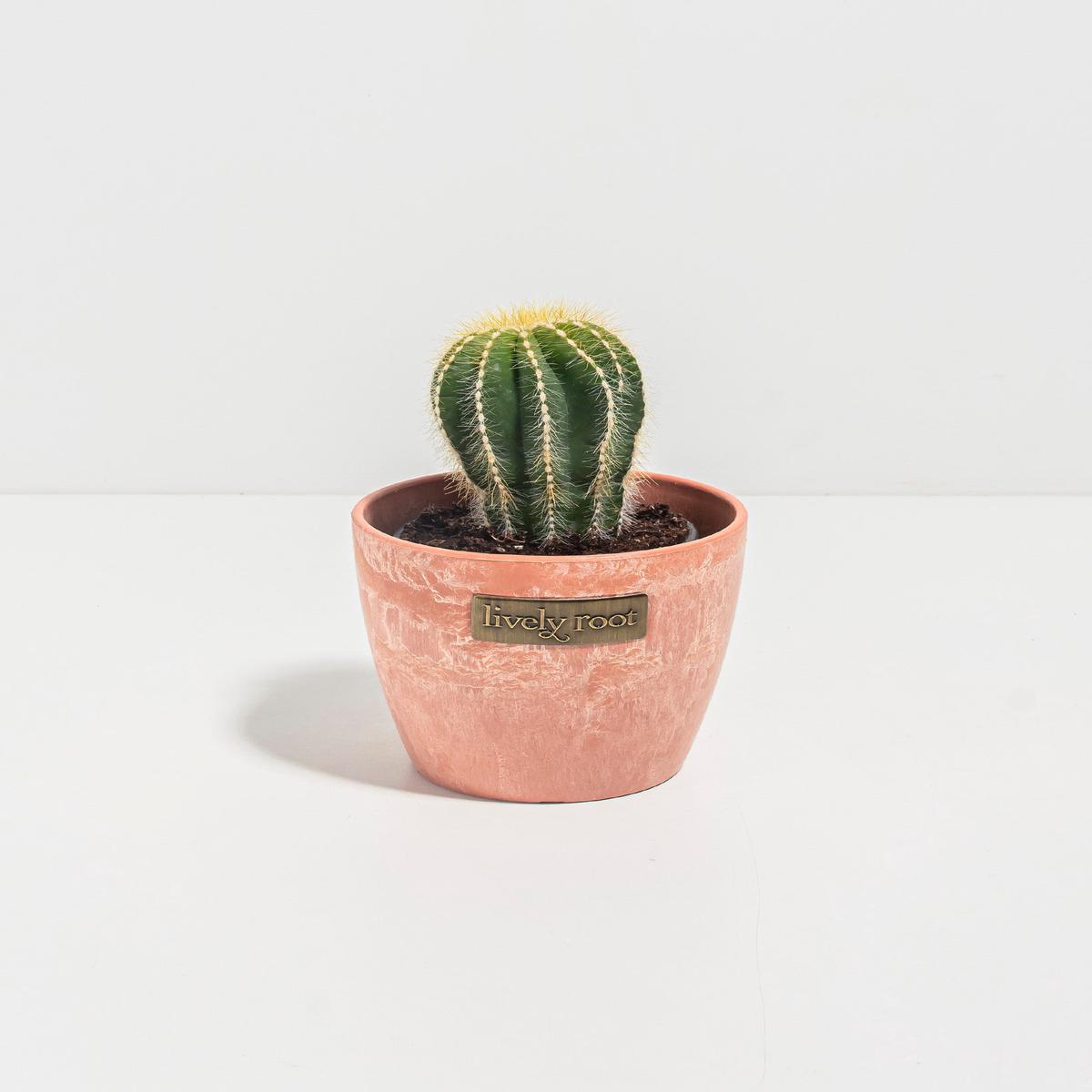 Parodia Cactus