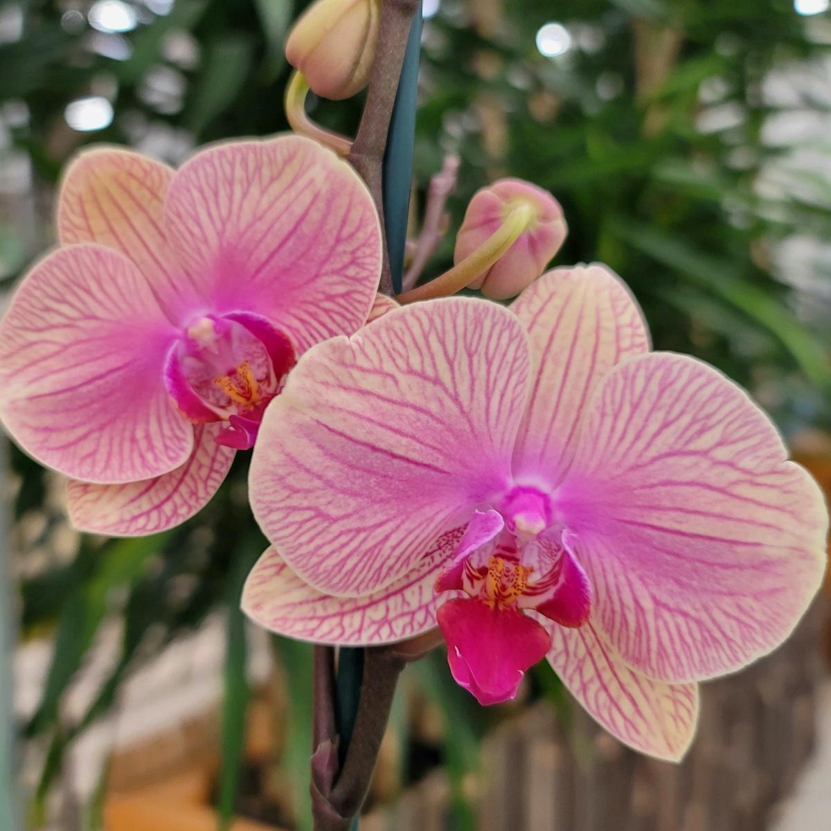Phal. Tropic Wonderland