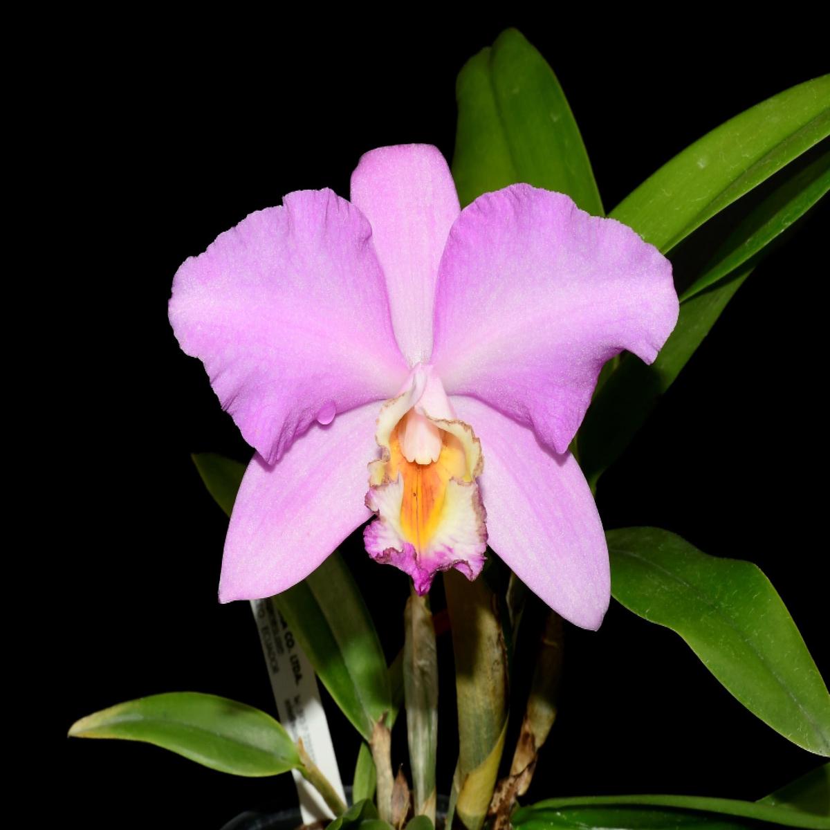 Rhyncholaeliocattleya Barbara Podmore